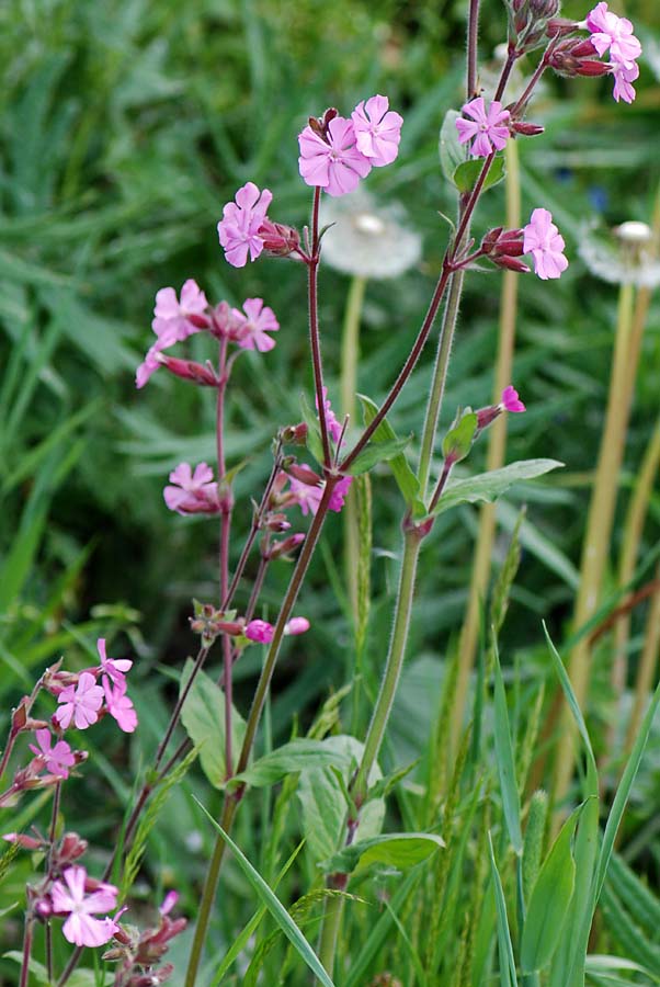 Silene dioica